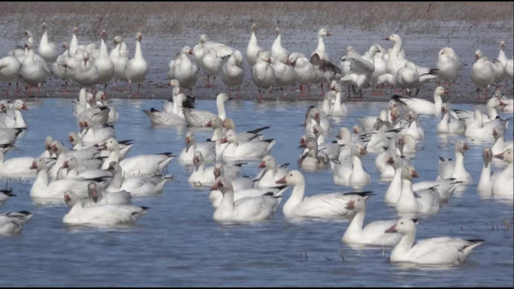 Незабываемые впечатления: тысячи белых гусей делают остановку на озере, возвращаясь домой с юга (видео)