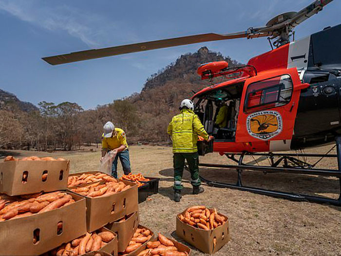 Правительство Уэльса сбросило с самолета тонны еды в виде морковок и картофеля в помощь животным в Австралии