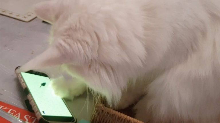 Цифровая эпоха: современным кошкам не нужно гоняться за живыми мышами   они ловят их на смартфонах (видео)