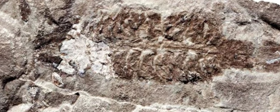 В окаменелости обнаружен самый старый в мире скорпион, которому сотни миллионов лет
