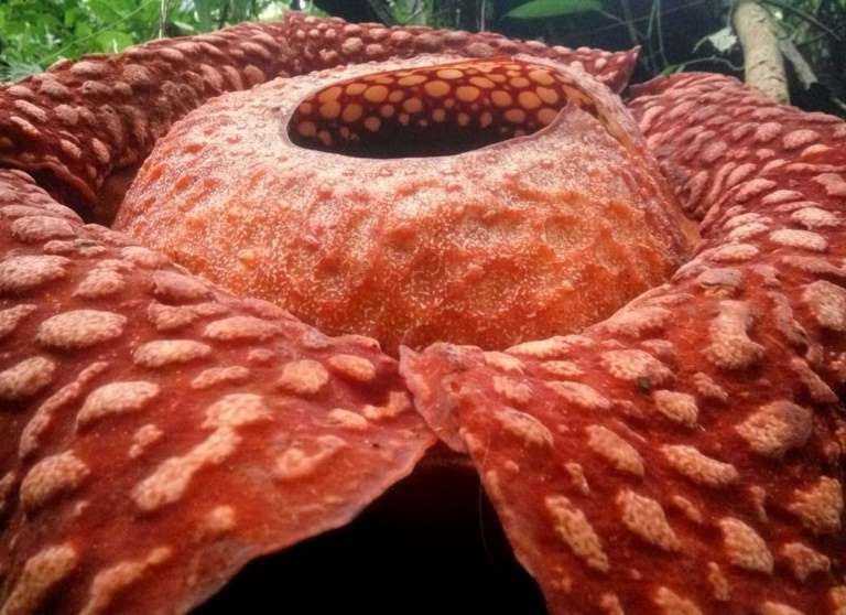 В Индонезии найден самый большой цветок в мире (111 см в диаметре)