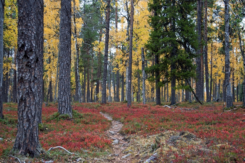 Самые красивые национальные парки Финляндии: почему парк имени Урхо Кекконена оказался на первом месте