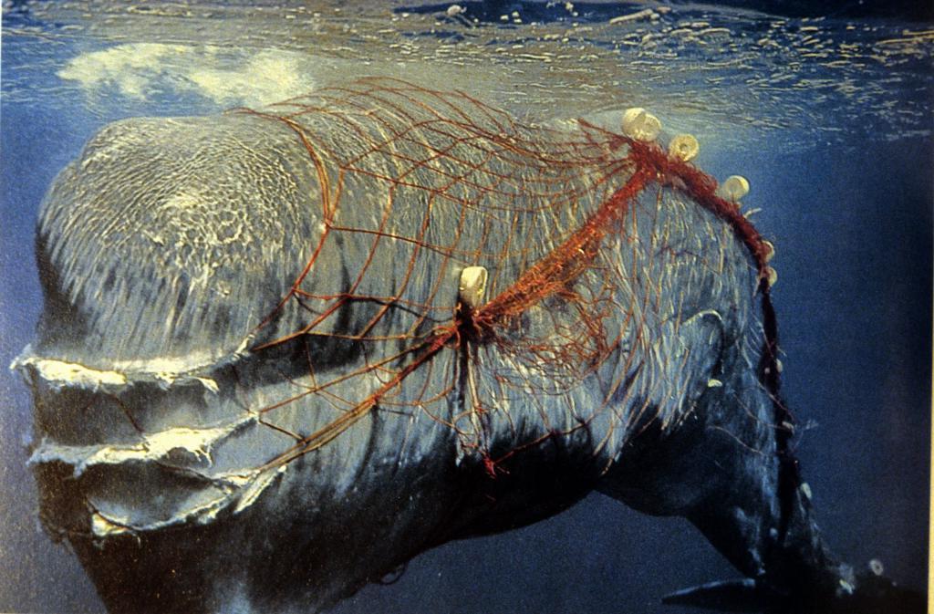 Все больше китов запутывается в рыболовных сетях из за глобального потепления