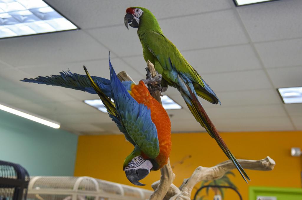 В природе они никогда не были бы вместе: невероятная история любви двух попугаев ара