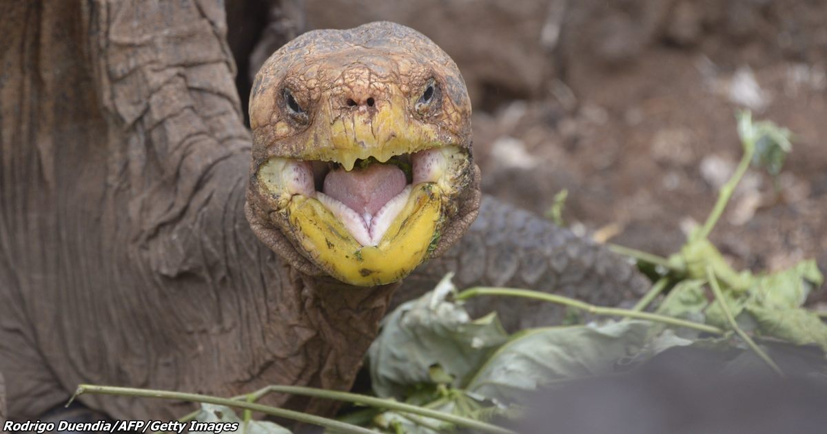 Самец-черепаха имел столько самок, что в одиночку восстановил свой вид