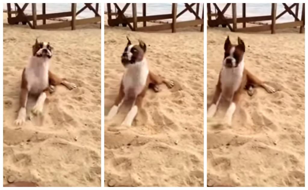 Собака пошла на пляж со своими хозяевами. Там она нашла лимон и попыталась его съесть: забавное видео