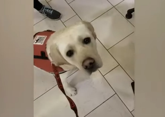 Служебная собака выбрала себе игрушку в магазине: забавное видео