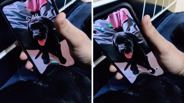 Отпечатки пальцев в прошлом: чтобы разблокировать телефон, парень использует нос своего пса (видео)