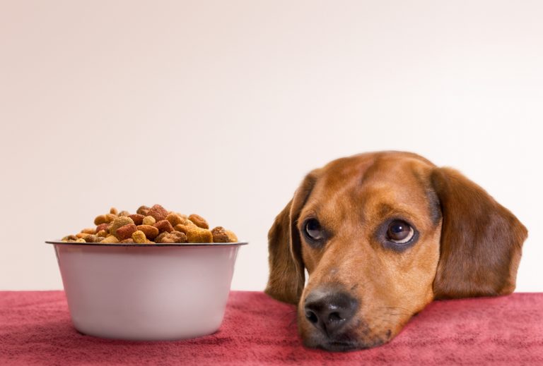 Насколько полезен корм для животных? Митч Фельдерхофф планирует есть только собачью еду в течение 30 дней. Так он хочет доказать своим клиентам, что корм не вреден