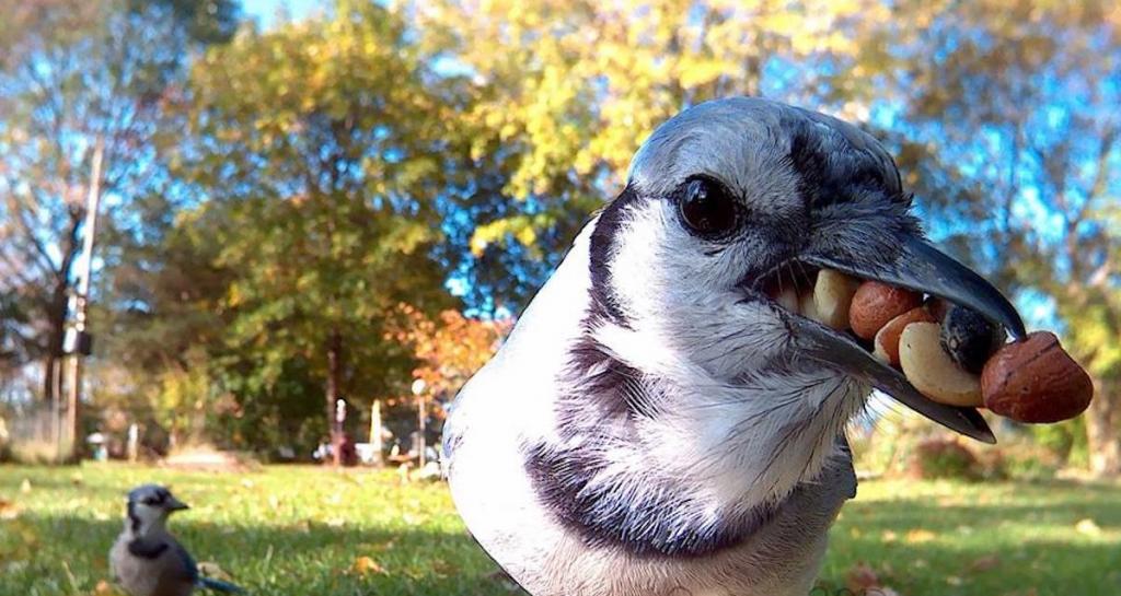 Кормушка с камерой   гениальная идея: великолепные снимки птиц