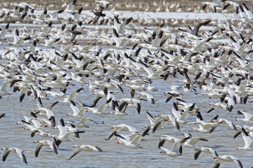Незабываемые впечатления: тысячи белых гусей делают остановку на озере, возвращаясь домой с юга (видео)