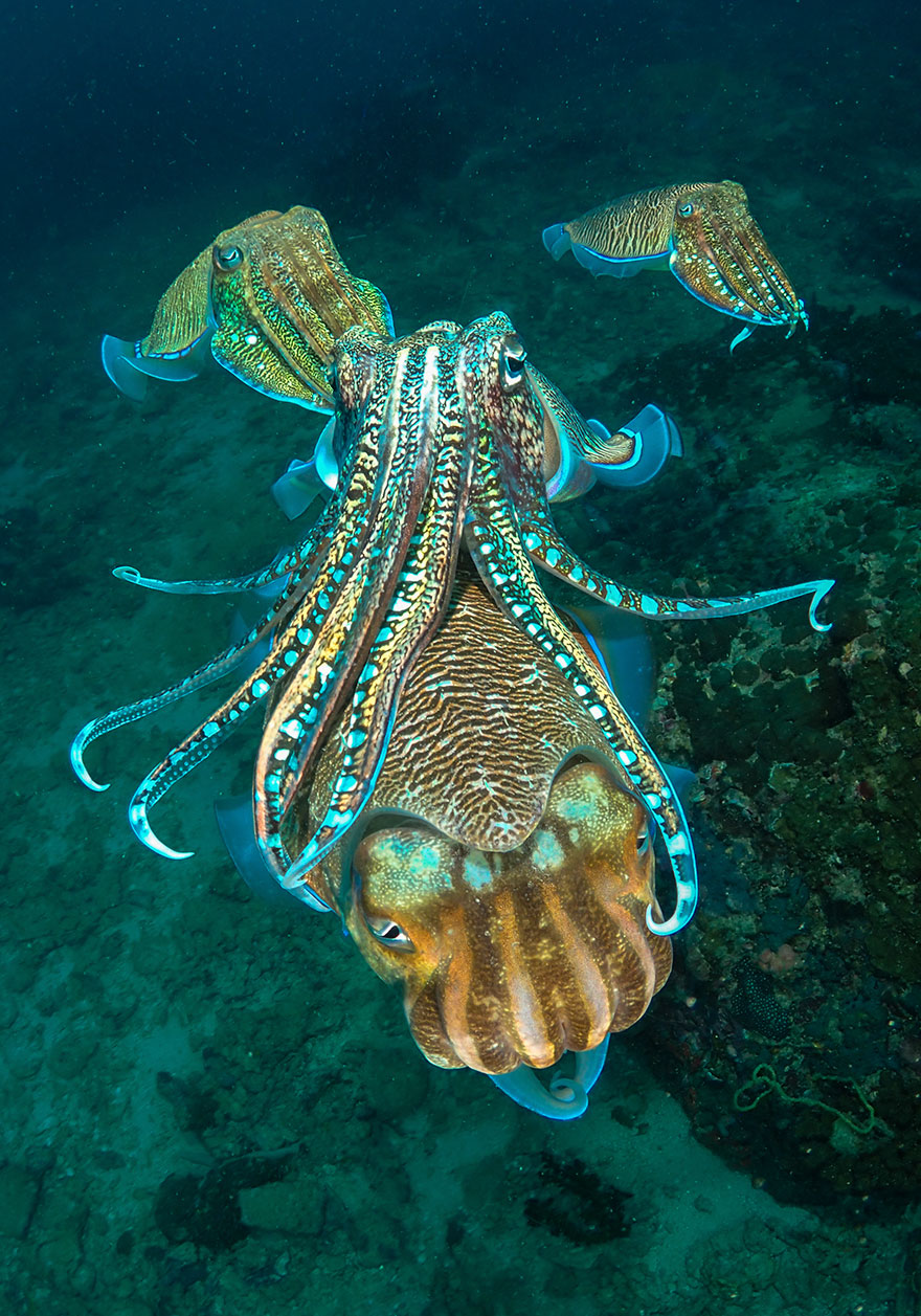 Сообщение удивительные обитатели океана. Мурена и осьминог. Рифовый осьминог. Карибский рифовый осьминог. Синекольчатый осьминог.