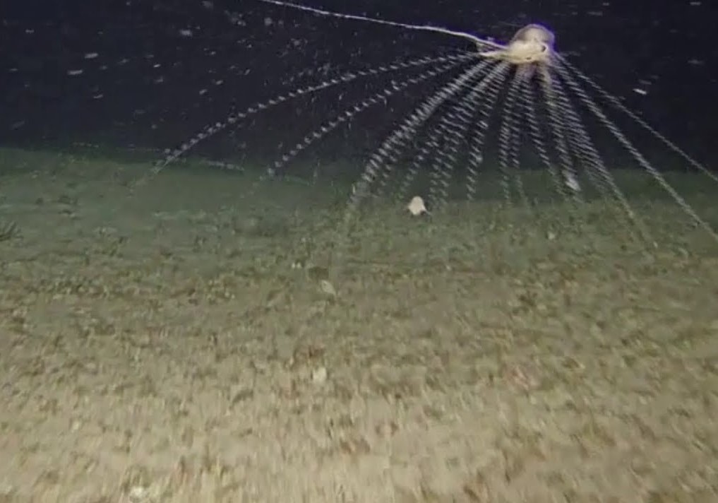 Странное глубоководное существо неожиданно появилось в мелководье у побережья Австралии
