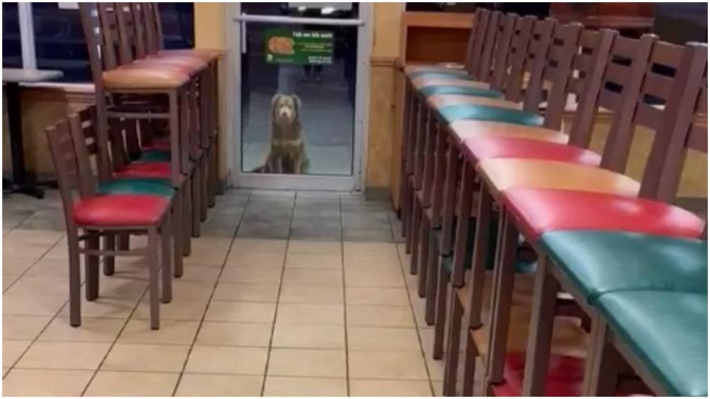 На том же месте в тот же час: парень кормит собаку, которая каждый день ждет угощения у дверей магазина