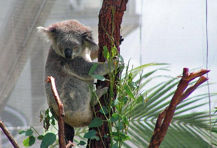 Почему многие туристы хотят снова вернуться в Darling Harbour в Сиднее? Возможно, чтобы увидеть его самые популярные туристические объекты