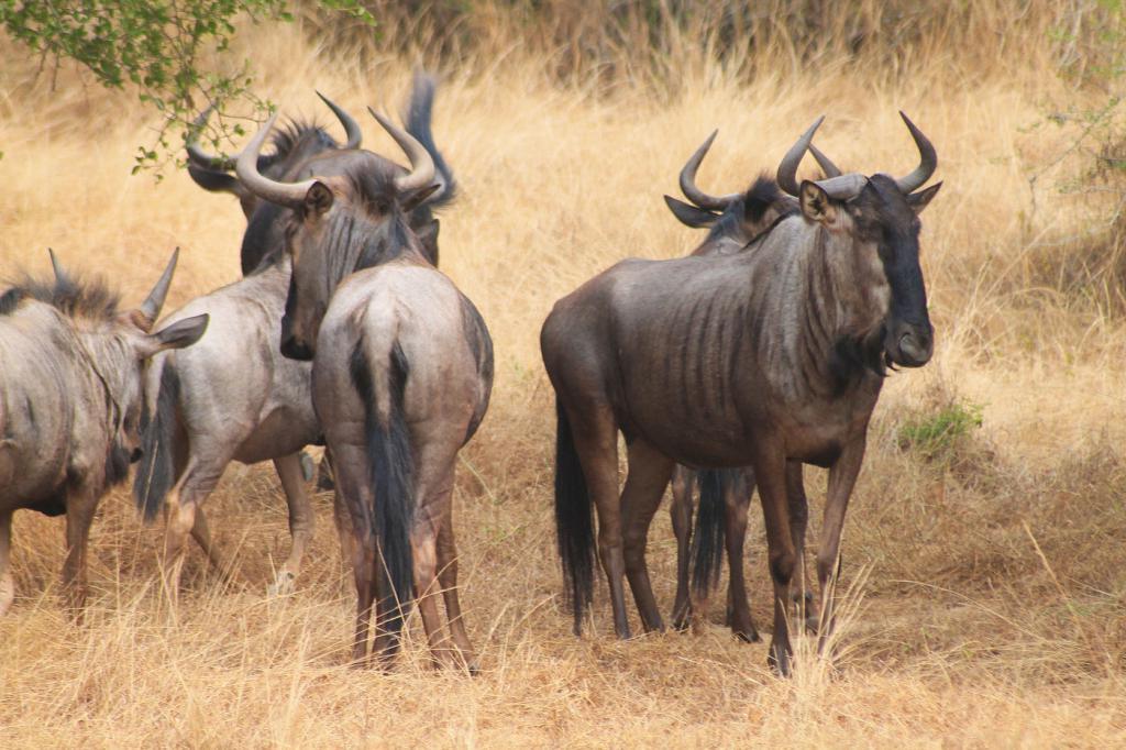 Конфликт между человеком и дикой природой: что угрожает заповедникам Восточной Африки
