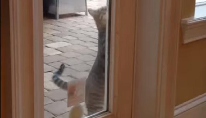 Кот хочет зайти в дом, но дверь закрыта. Это не останавливает умного питомца (видео)