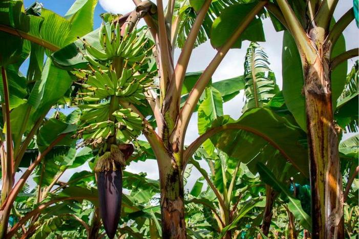 Несмотря на многолетние профилактические усилия, гриб, который вызвал опустошение банановых плантаций в Восточном полушарии, прибыл на Американский континент