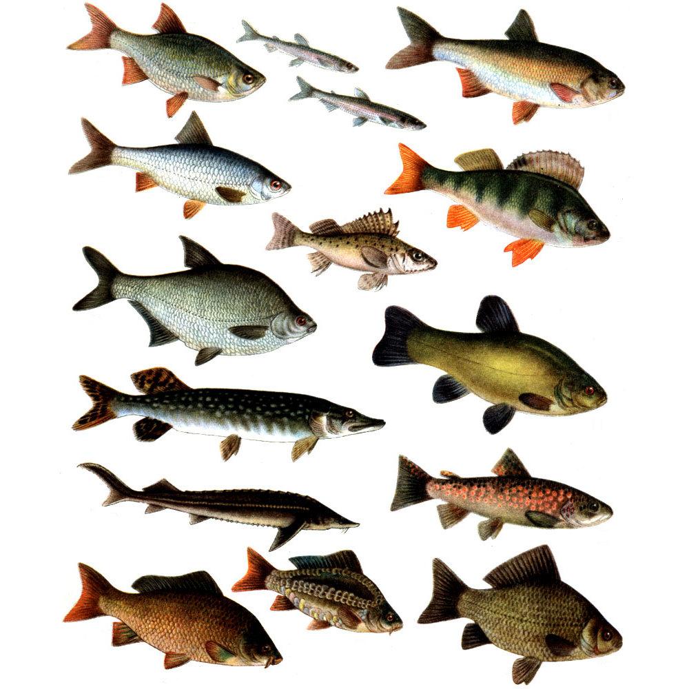 Фото рыб с названиями пресноводных в россии