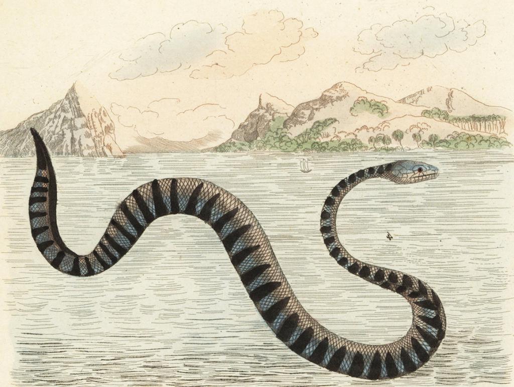 Большой плоскохвост морские змеи
