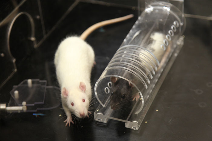 Ученые выяснили, что крысы - социальные существа, как и человек: эксперимент