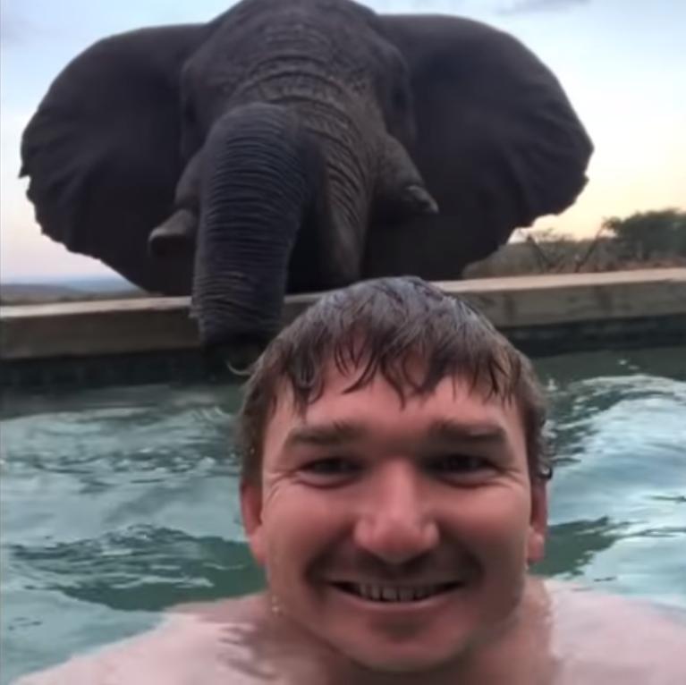 Экскурсовод плавал в бассейне. Сзади подошел слон, чтобы попить воды: видео