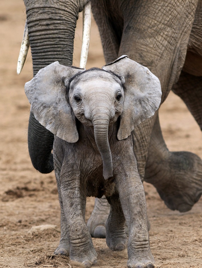 Скажи  сыр : фотографу удалось запечатлеть на снимках улыбающегося слоненка
