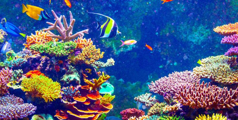 В заповеднике Палау в Тихом океане туристам запретили использовать солнцезащитный крем, чтобы сохранить коралловые рифы