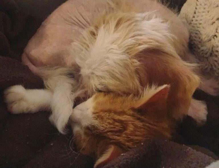 Женщина спасла бездомного котенка и попыталась найти ему дом, но у него был свой план