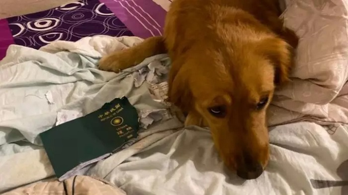 Собачья интуиция: женщина не смогла поехать в Ухань, потому что паспорт погрыз ее пес