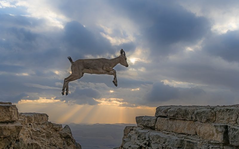 Красивые снимки горных козлов, мастерски сделанные фотографом Начун Вайс: фото