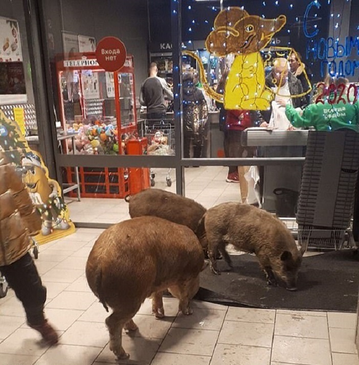 В сибирской Тюмени три свиньи вошли в магазин и навели там свои порядки (видео)