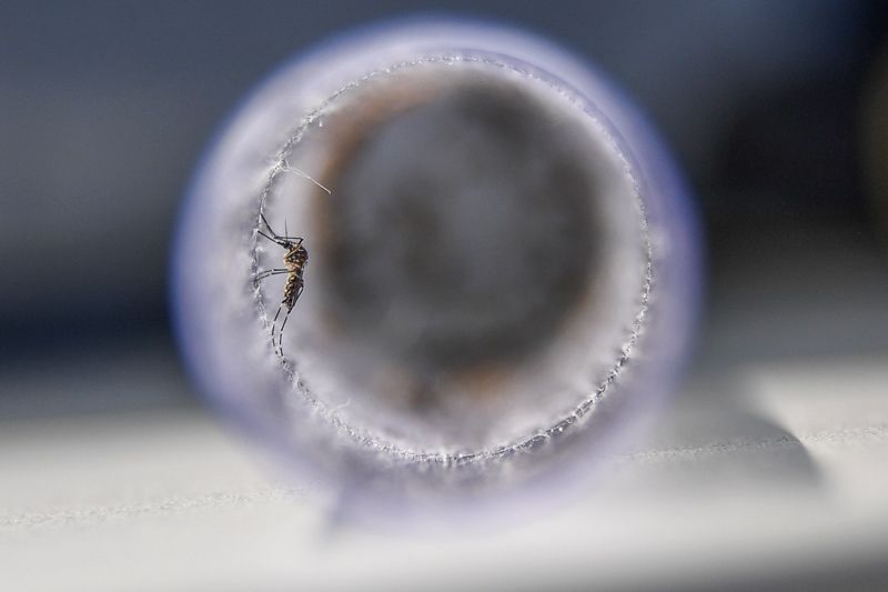 Самые ожидаемые научные открытия 2020 года! Комары смогут остановить распространение вирусов