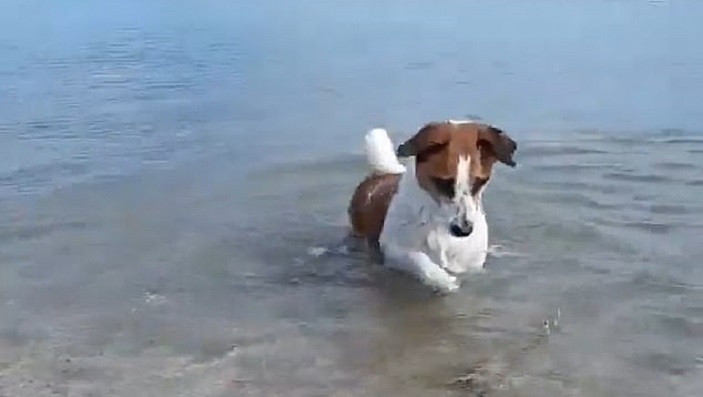 Пес на пляже встречает краба и вступает с ним в борьбу. На помощь приходит друг (забавное видео)