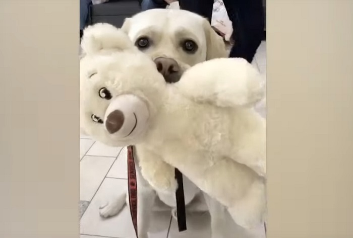 Служебная собака выбрала себе игрушку в магазине: забавное видео