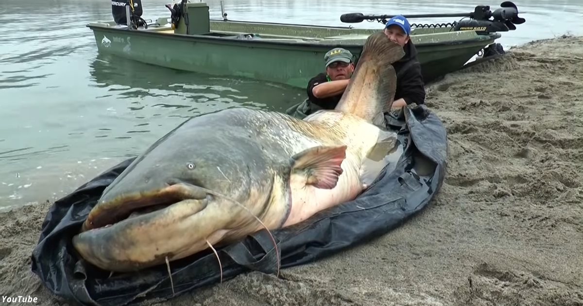 Мужик поймал в озере сома длиной в 2 метра 74 сантиметра
