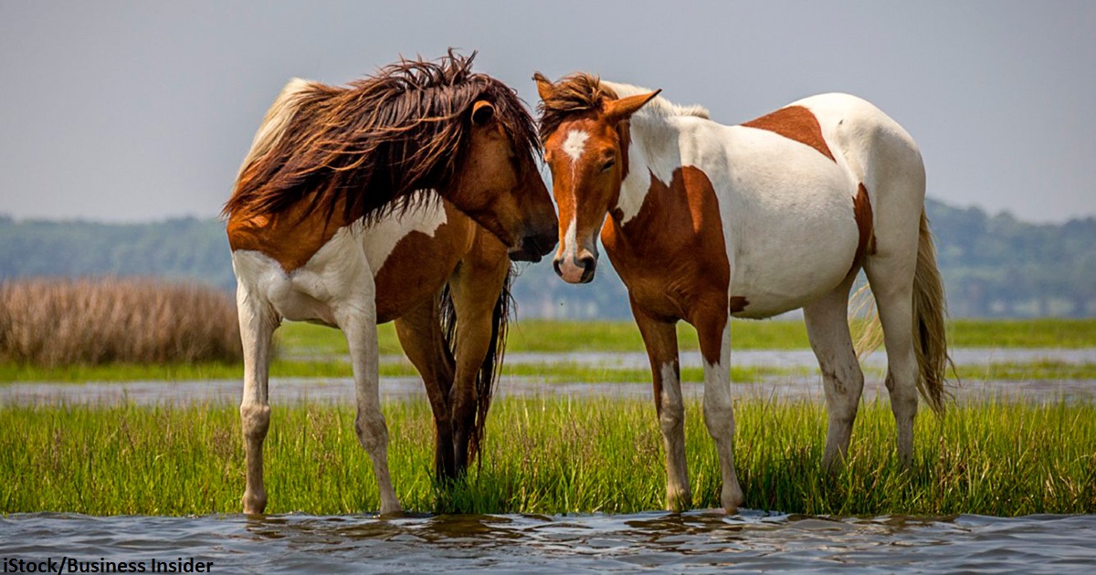 Правительство США предлагает USD 1000 любому, кто хочет усыновить дикую лошадь