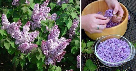 Успей в самый пик цветения: заполни литрушку растительным маслом и фиолетовыми цветками