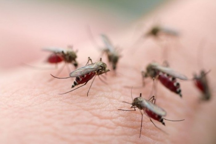Простой способ избавиться от комаров. Прощайте летающие кровососы!