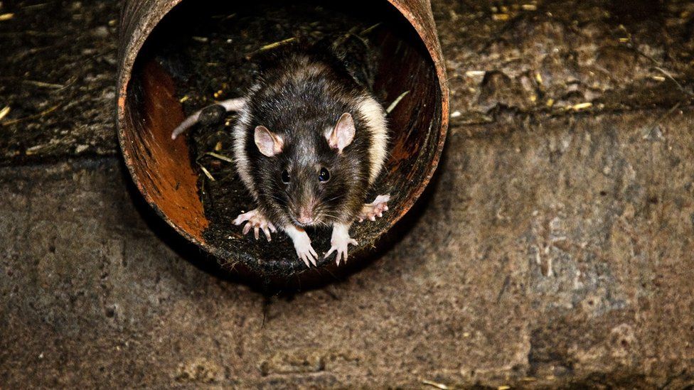 Когда вредители не дают покоя: в некоторых отелях США против клопов и крыс применяют тепловизоры