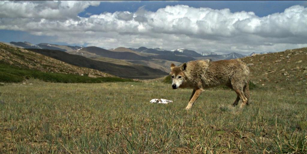 Как недостаток кислорода в горах сделал гималайского волка уникальным: новое исследование