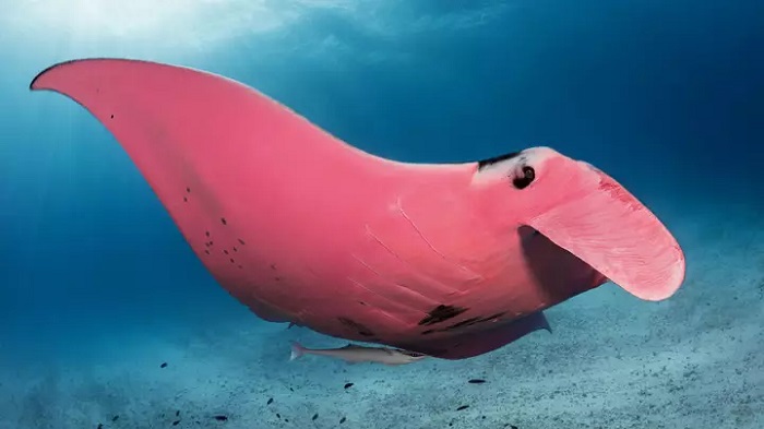 Подводный фотограф увидел в море непонятное розовое пятно: когда он подплыл поближе, то понял, что ему крупно повезло