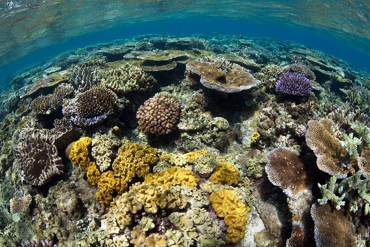 Экопарк с редкими игуанами и риф Большая Астролябия: лучшие достопримечательности Фиджи
