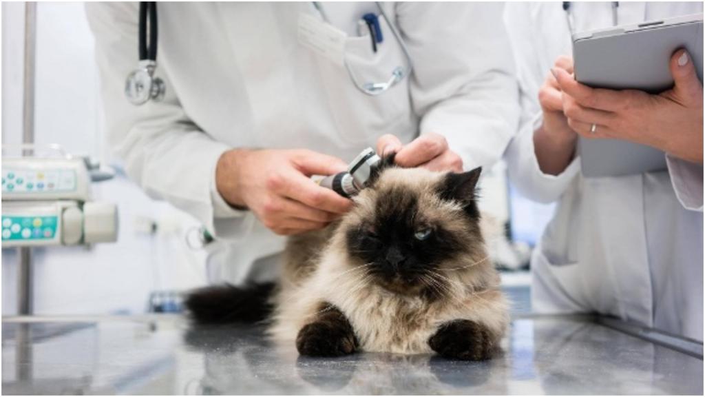 В Бельгии диагностировали первый случай коронавируса у кошки