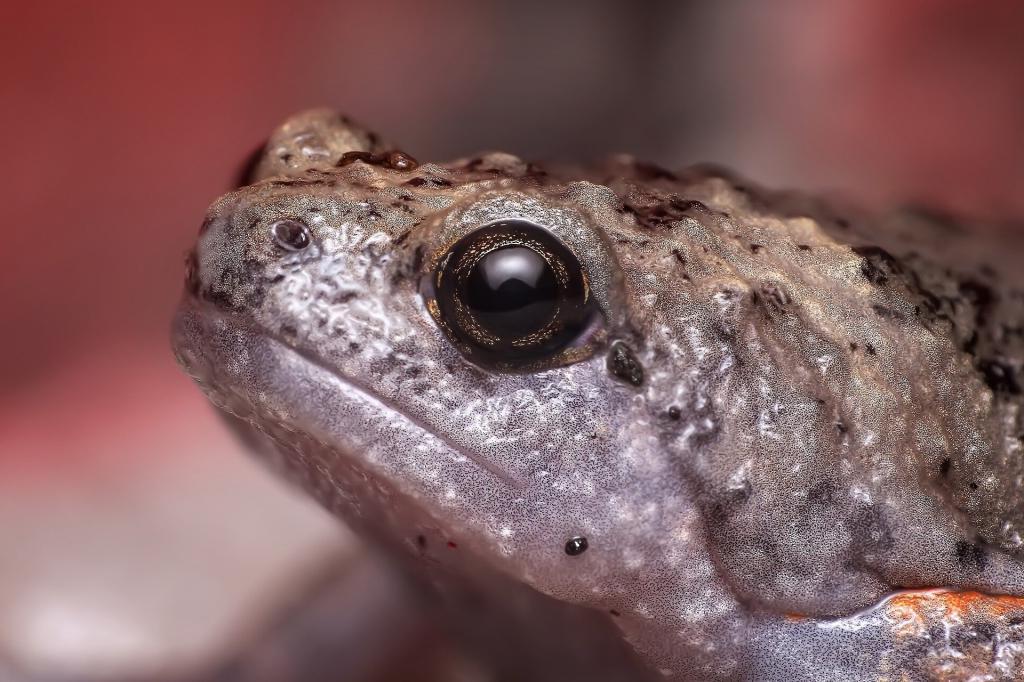 Ищут более достойную пару: почему самки жаб часто игнорируют самцов своего вида
