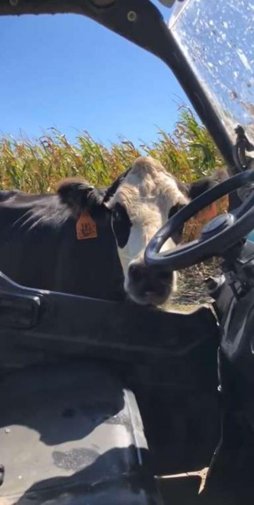 Фермер хотел забрать теленка, чтобы чипировать. Мама корова неправильно его поняла и решила не пускать за руль (видео)