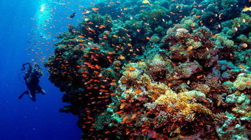 Большой Барьерный риф Австралии  поседел : это самое яркое обесцвечивание за последние годы, ученые выдвинули гипотезы