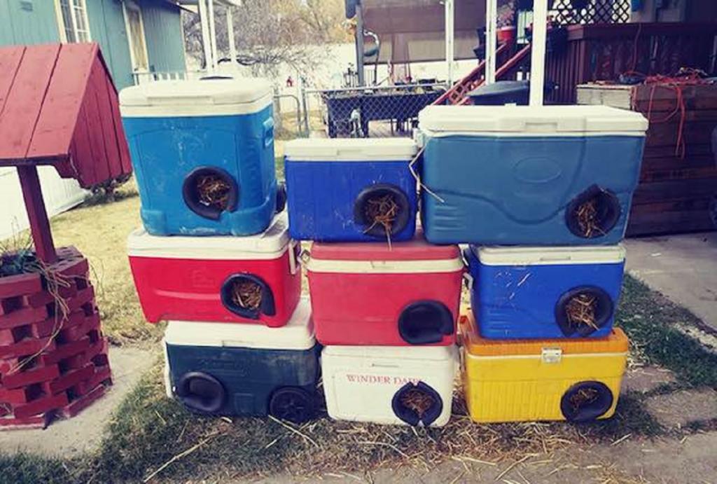 Мужчина сделал 150 домов для бездомных кошек из старых контейнеров для заморозки
