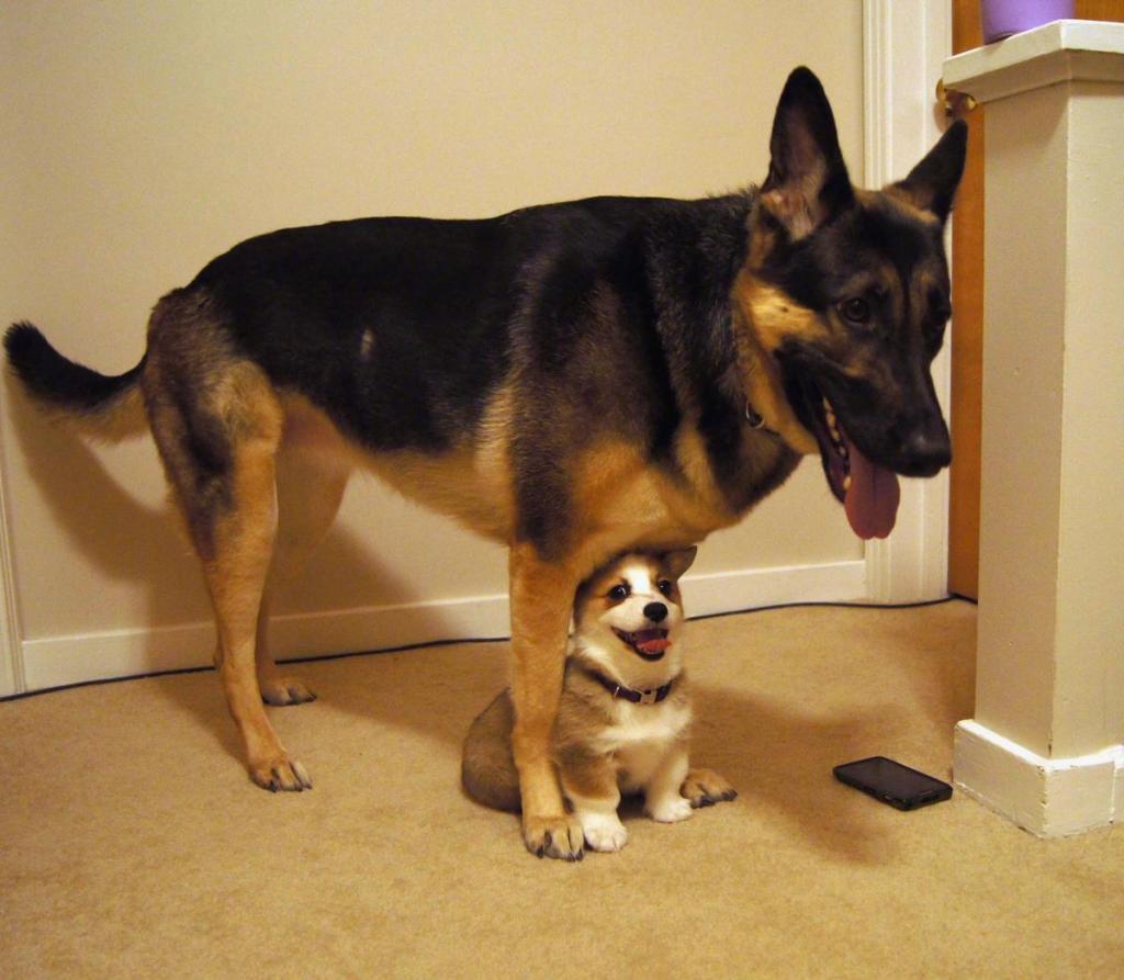 Как выглядит дружба между собаками крупной и мелкой породы: подборка трогательных фотографий