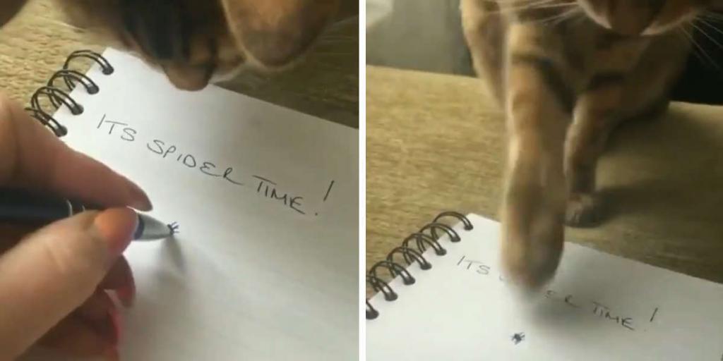 Чтобы разыграть котенка, хозяйка нарисовала паука (видео)